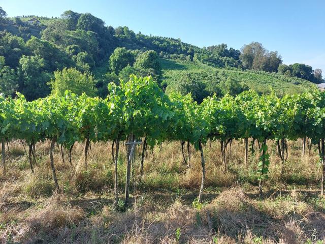 #300 - Área de terras para Venda em Garibaldi - RS - 2