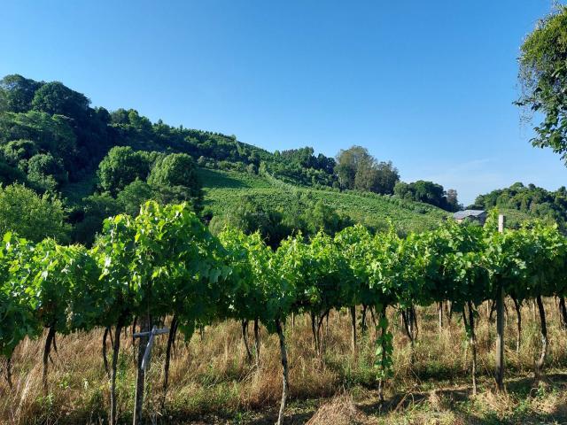 #300 - Área de terras para Venda em Garibaldi - RS - 1