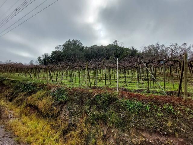 #309 - Área de terras para Venda em Garibaldi - RS - 2