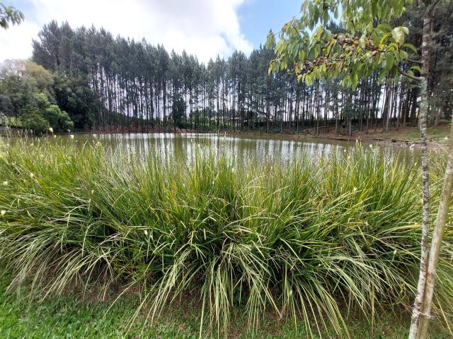 #316 - Chácara para Venda em Farroupilha - RS - 2