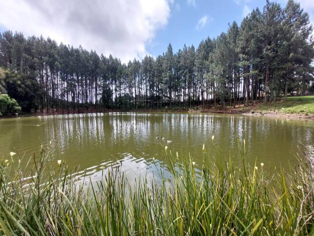 #316 - Chácara para Venda em Farroupilha - RS - 3