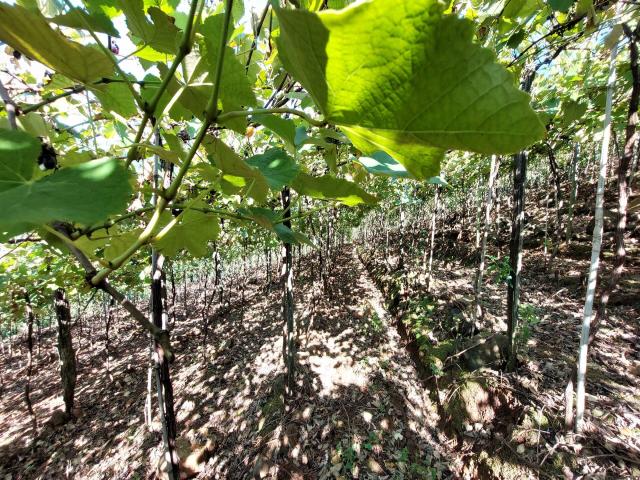 #317 - Chácara para Venda em Bento Gonçalves - RS - 2