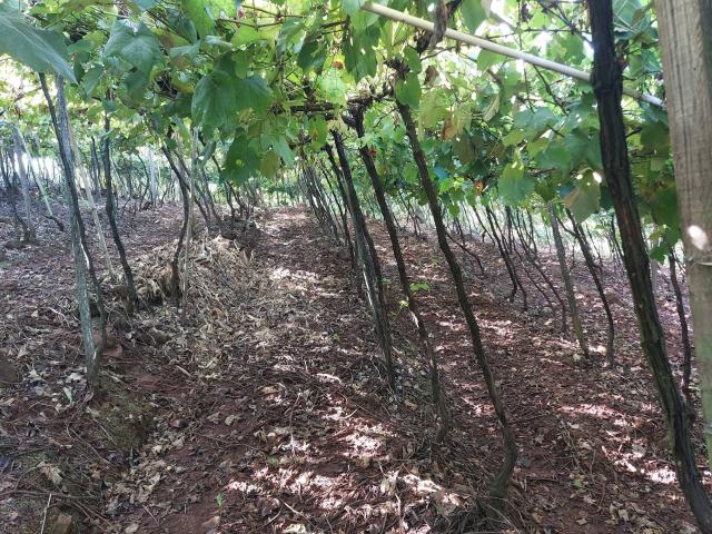 #317 - Chácara para Venda em Bento Gonçalves - RS - 3