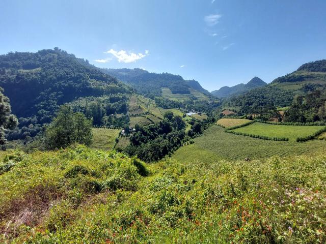 #317 - Chácara para Venda em Bento Gonçalves - RS - 1