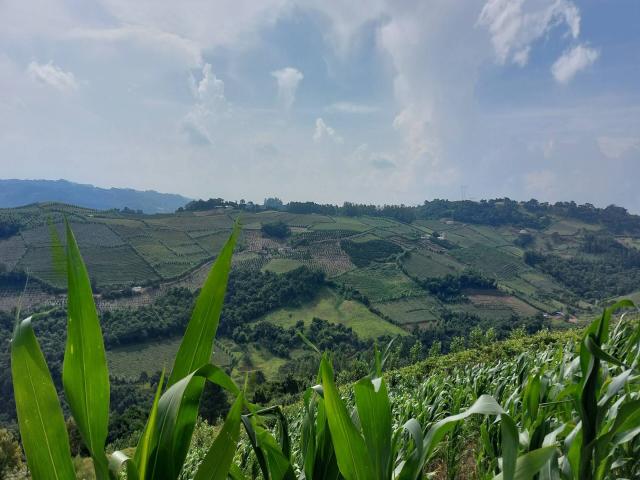 #318 - Chácara para Venda em Cotiporã - RS - 2