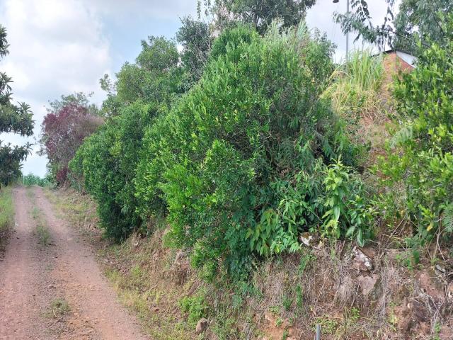 Chácara para Venda em Cotiporã - 5