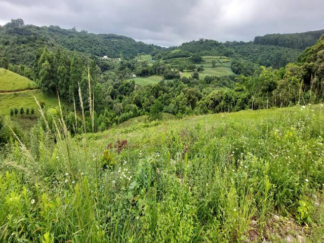 #321 - Chácara para Venda em Garibaldi - RS - 1