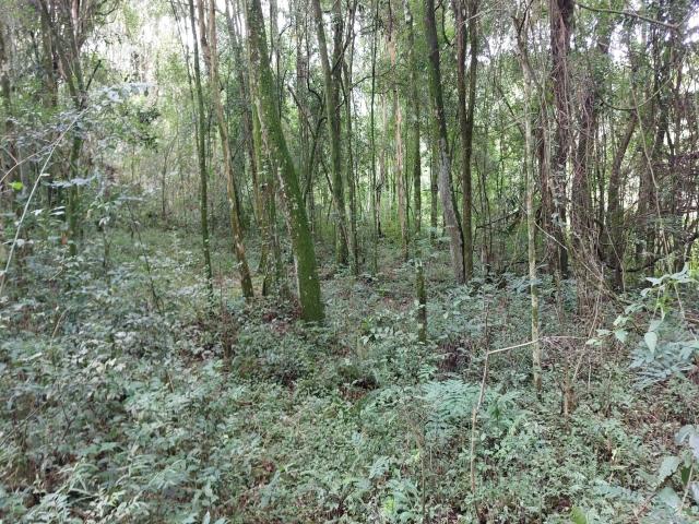 Chácara para Venda em Garibaldi - 5